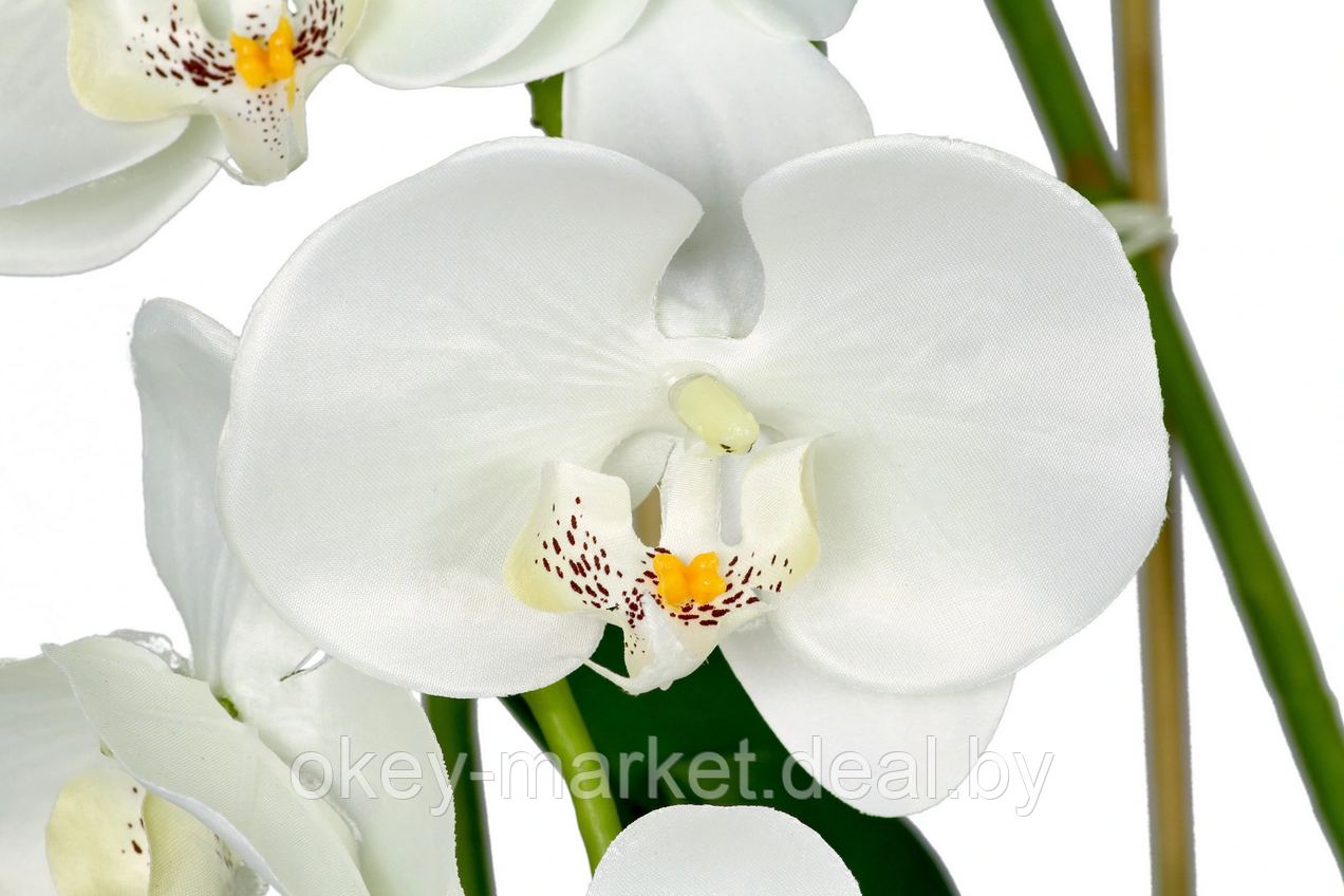 Цветочная композиция из орхидей в горшке R004 - фото 4 - id-p134736761