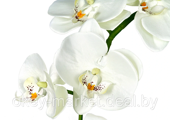 Цветочная композиция из орхидей в горшке B039, фото 2