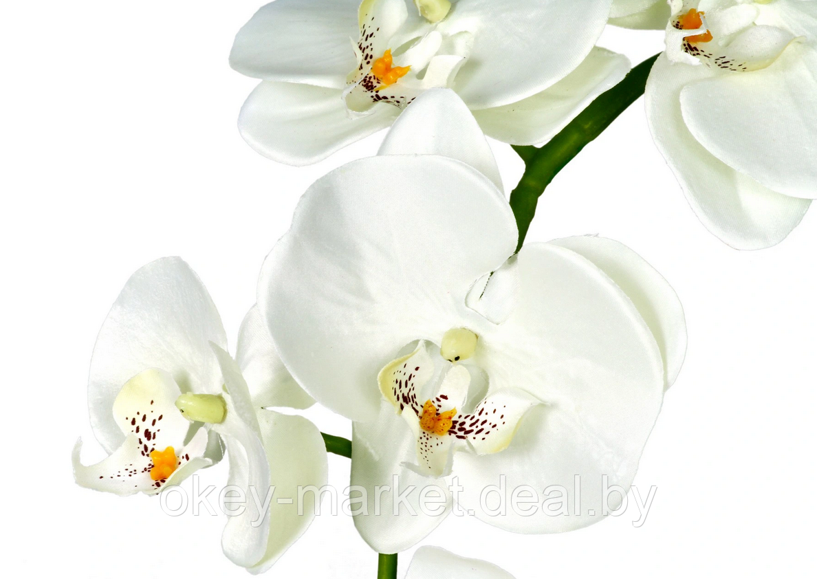 Цветочная композиция из орхидей в горшке B039 - фото 2 - id-p71910524