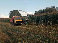 Краснодарский 194МВ семена гибрида кукурузы