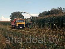 Краснодарский 194МВ семена гибрида кукурузы