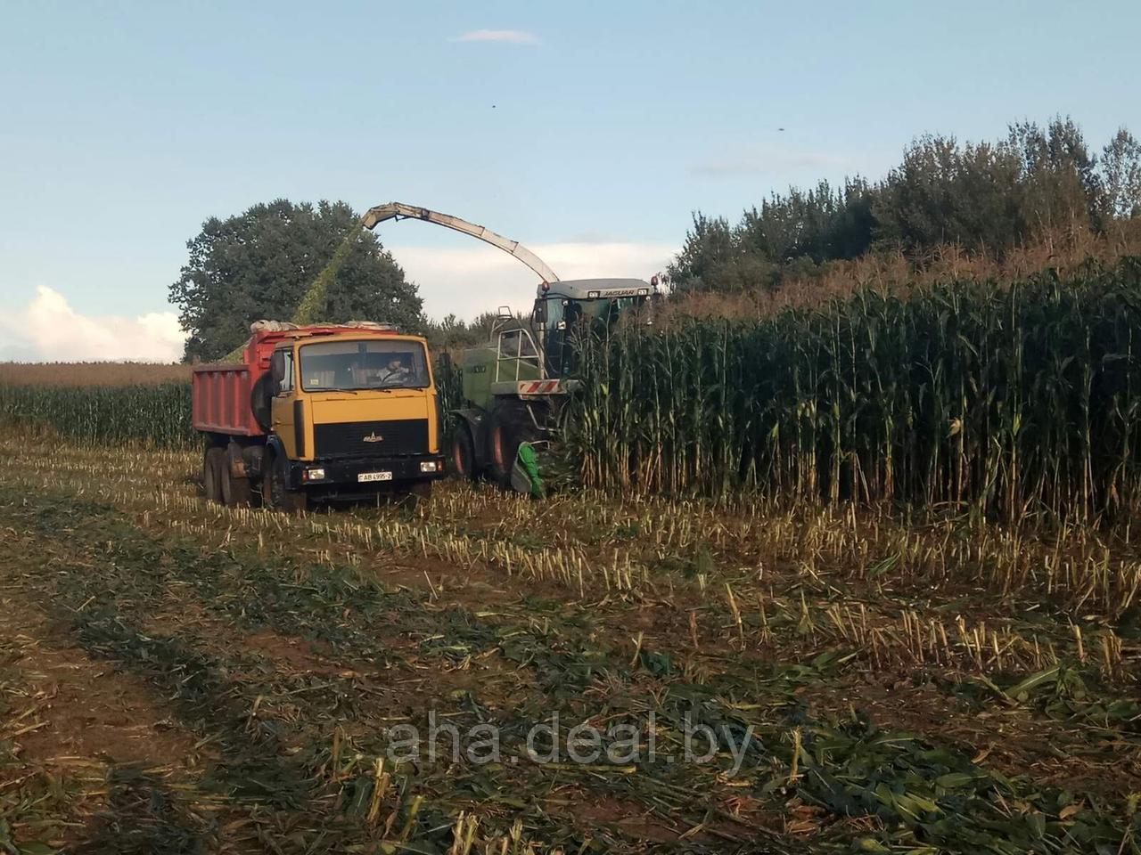 Краснодарский 194МВ семена гибрида кукурузы - фото 1 - id-p95950571