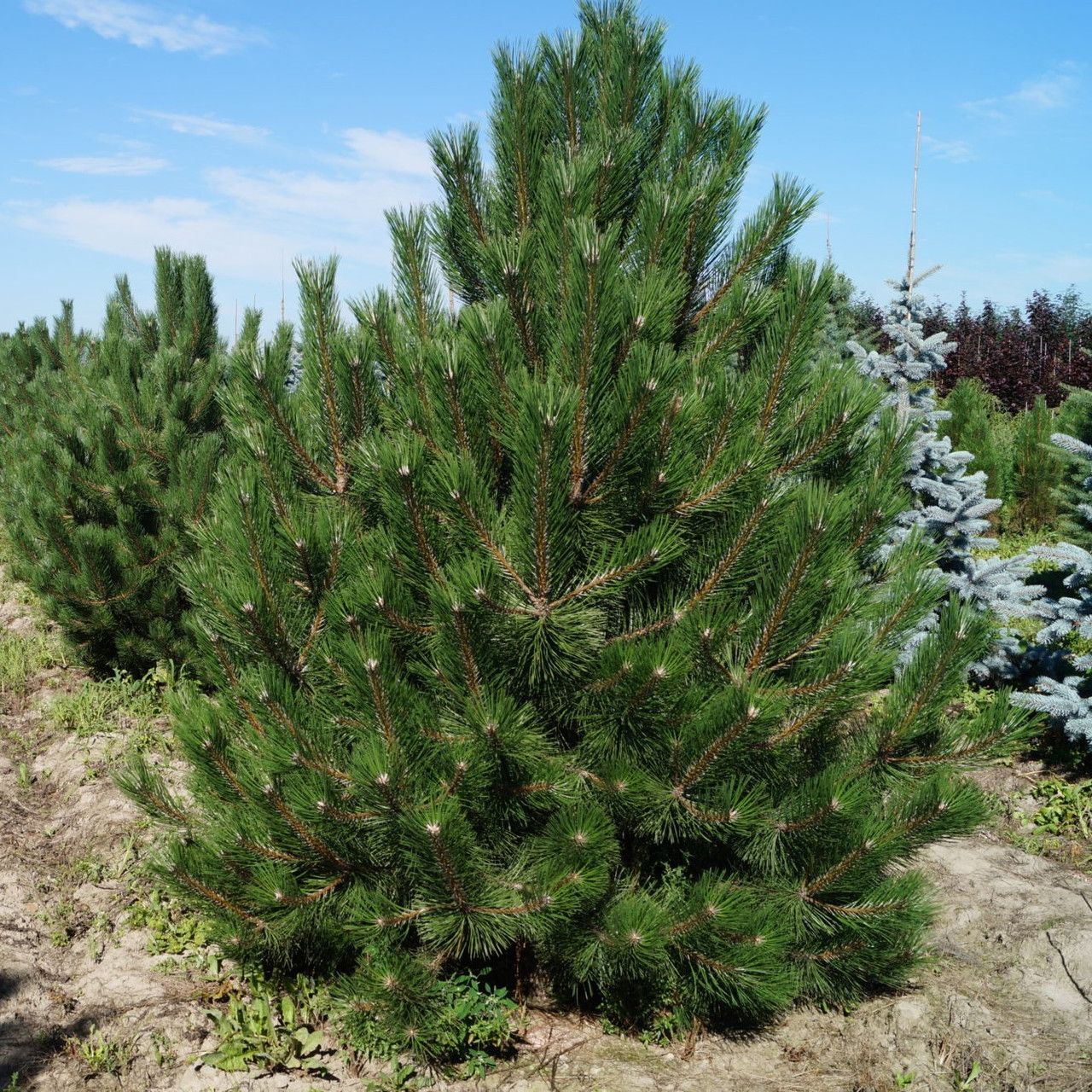 Сосна черная (Pinus Nigra), С5