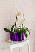Кашпо для орхидей "АЗАЛИЯ"  (ТРИО), фото 3