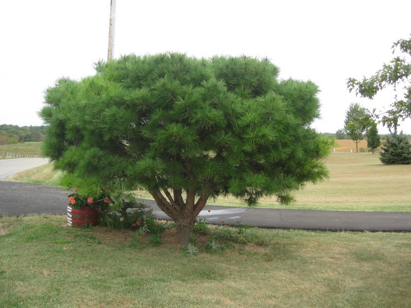 Сосна густоцветковая Умбракулифера (Pinus densiflora Umbraculifera) С10 - фото 1 - id-p145778459