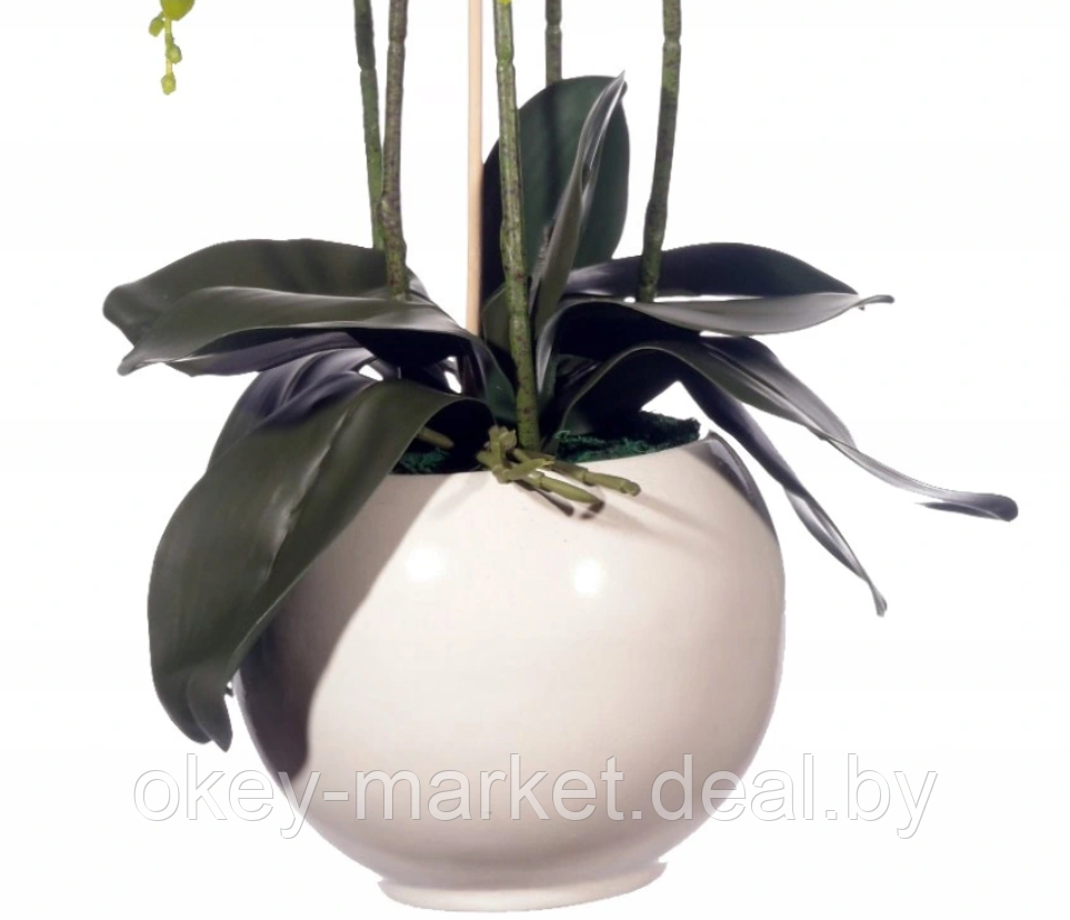 Цветочная композиция из орхидей в горшке R-3011 - фото 3 - id-p145779417