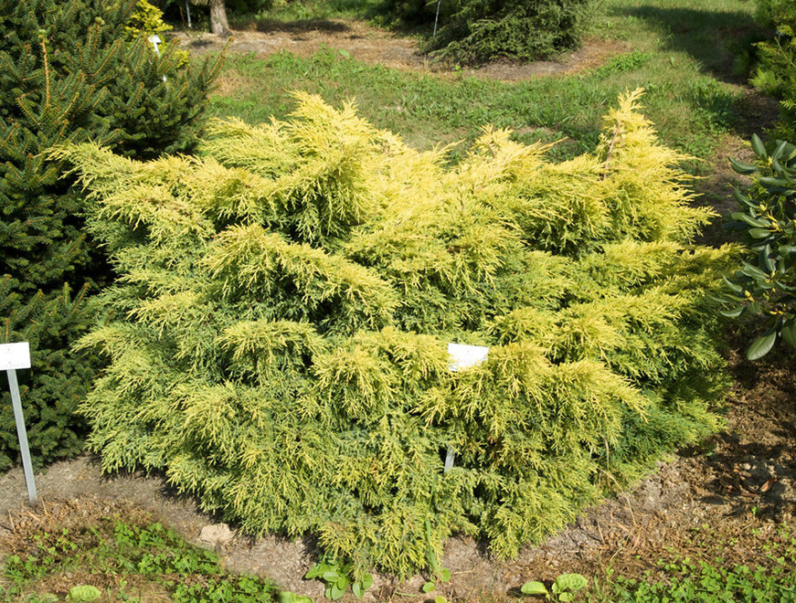 Можжевельник Пфитцериана Golden Saucer (Juniperus x media) С3 - фото 1 - id-p145780745