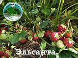 Рассада клубники (земляники садовой) Эльсанта, фото 5