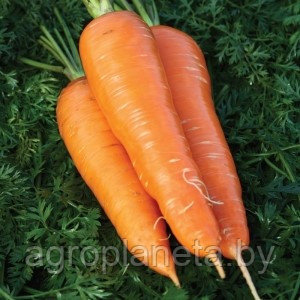Семена моркови КРЕСТЬЯНКА, 500 г