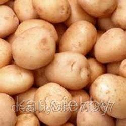 Семена картофеля Ривьера Элита