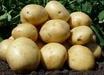 Семена картофеля Аризона 1РС