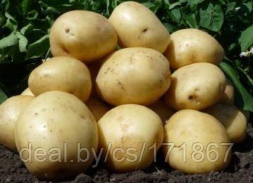Семенной картофель Аризона 1РС
