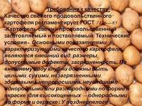Картофель продовольственный желтых и красных сортов