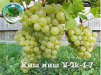 Саженцы Винограда V-2k-1-7 (киш-миш)