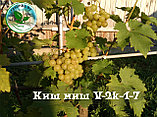 Саженцы Винограда V-2k-1-7 (киш-миш), фото 3