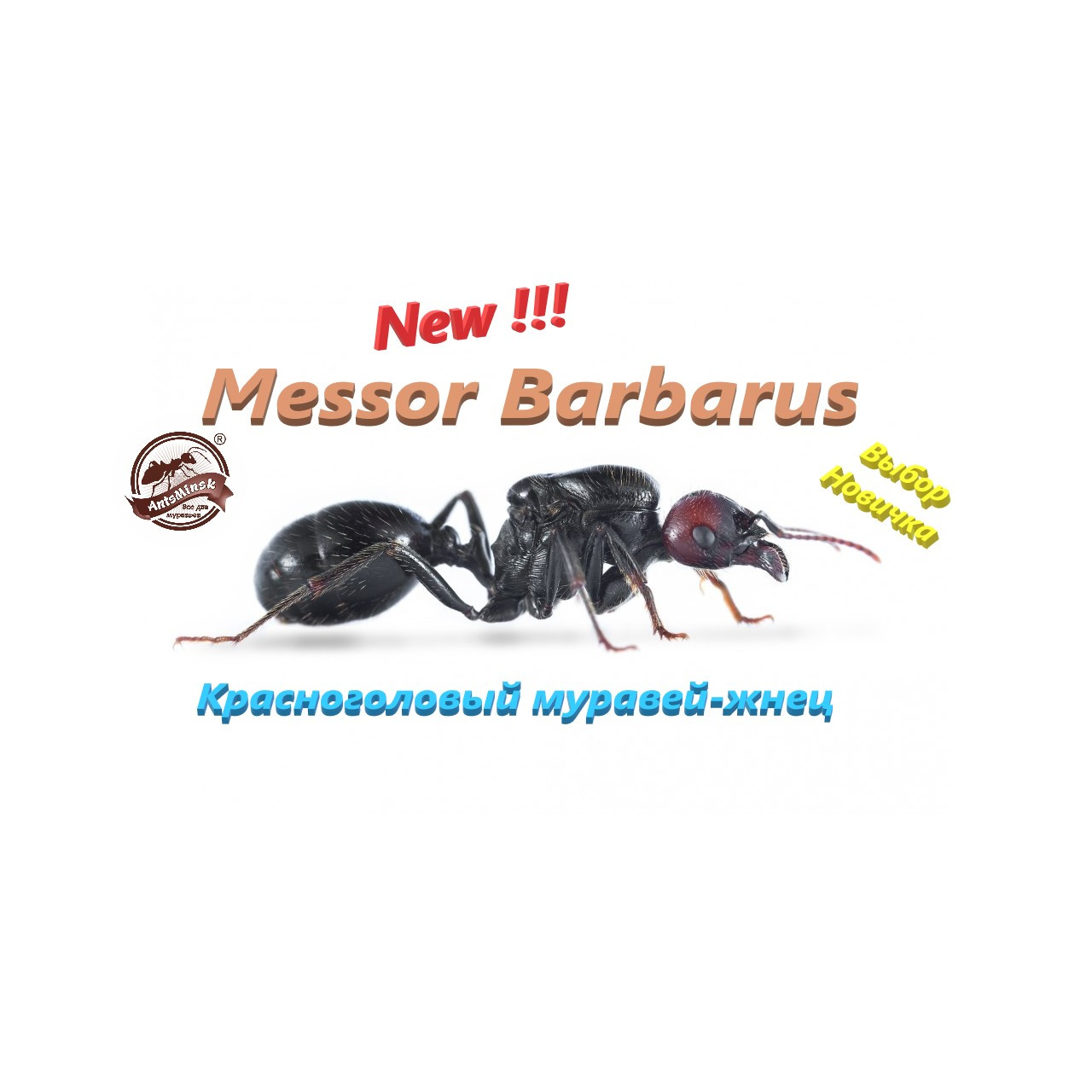 Messor Barbarus - красноголовый муравей-жнец