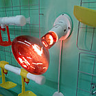 Лампа инфракрасная 250Вт Е27 220В для обогрева, фото 4