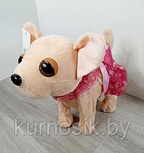 Интерактивная мягкая Собачка Чи Чи Лав в платье  на поводке