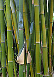 Гель для лица и тела Holika Holika Aloe 99% Soothing Gel 250мл, фото 4
