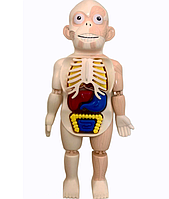 Анатомическая модель Human Body "Анатомик" Тело-конструктор строения человека