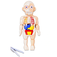 Анатомическая модель Human Body Анатомик Тело-конструктор для изучения строения человека, схема организма 3