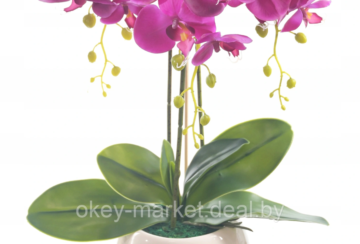 Цветочная композиция из орхидей в горшке R-76 - фото 5 - id-p146879478