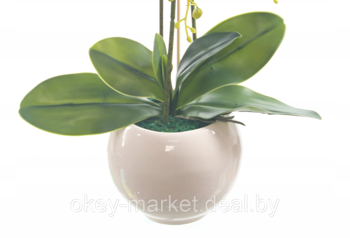 Цветочная композиция из орхидей в горшке R-76 - фото 6 - id-p146879478