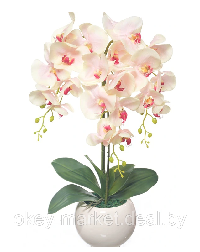 Цветочная композиция из орхидей в горшке W-15 - фото 3 - id-p146897611