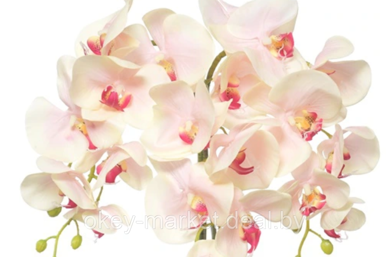 Цветочная композиция из орхидей в горшке W-15 - фото 5 - id-p146897611