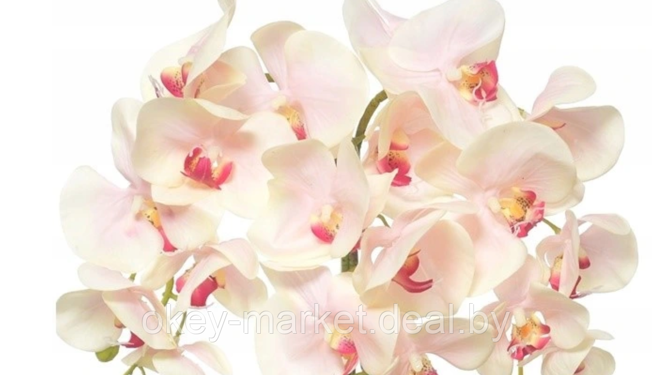 Цветочная композиция из орхидей в горшке W-15 - фото 7 - id-p146897611