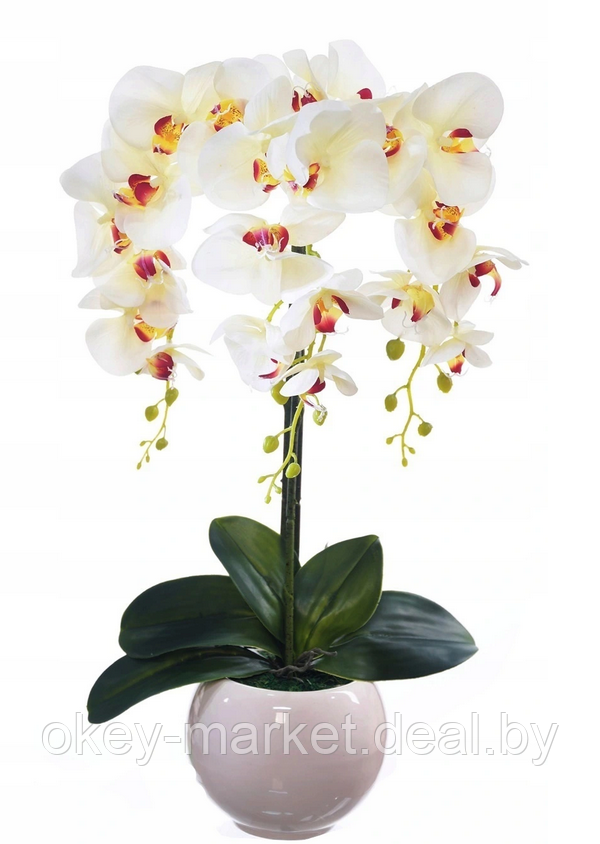 Цветочная композиция из орхидей в горшке W-14 - фото 3 - id-p146900988