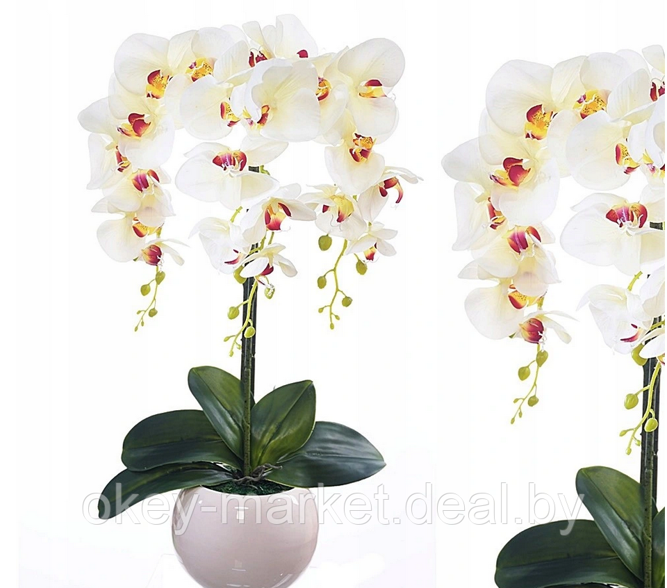 Цветочная композиция из орхидей в горшке W-14 - фото 4 - id-p146900988