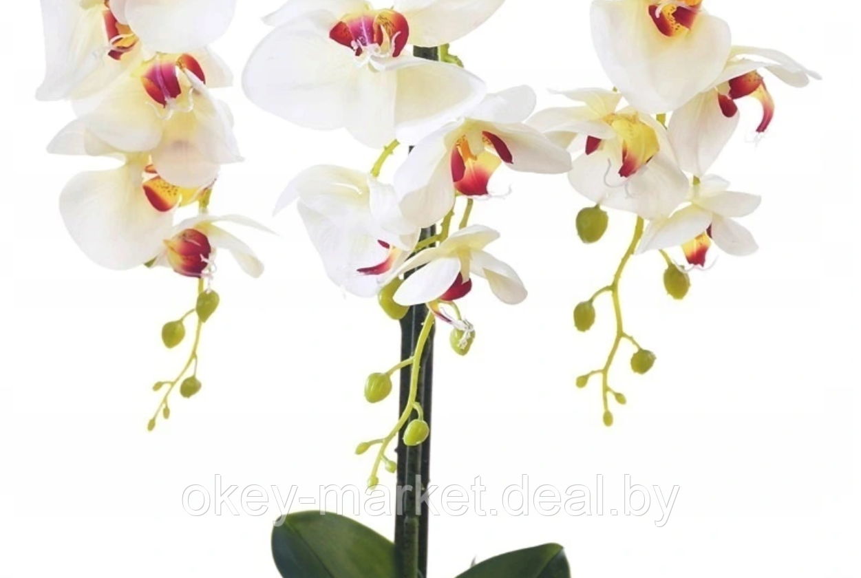 Цветочная композиция из орхидей в горшке W-14 - фото 6 - id-p146900988