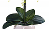 Цветочная композиция из орхидей в горшке W-14, фото 4