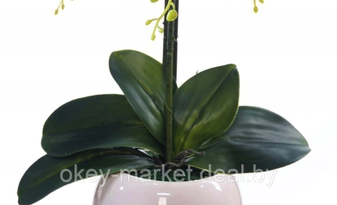 Цветочная композиция из орхидей в горшке W-14 - фото 8 - id-p146900988
