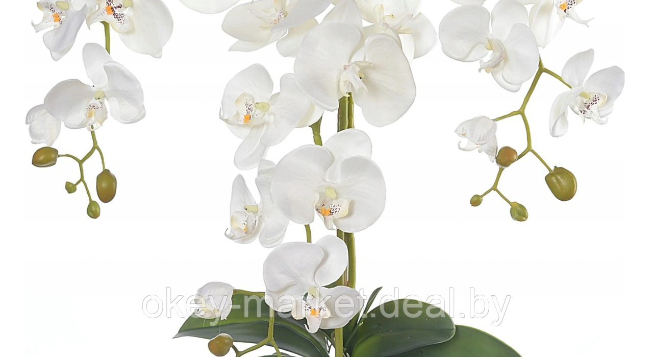 Цветочная композиция из орхидей в горшке R-814 - фото 4 - id-p147155420