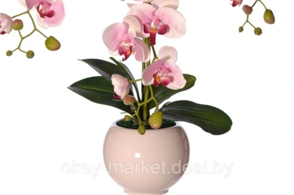 Цветочная композиция из орхидей в горшке R-816 - фото 4 - id-p147155543