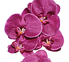 Цветочная композиция из орхидей в горшке R-818, фото 2