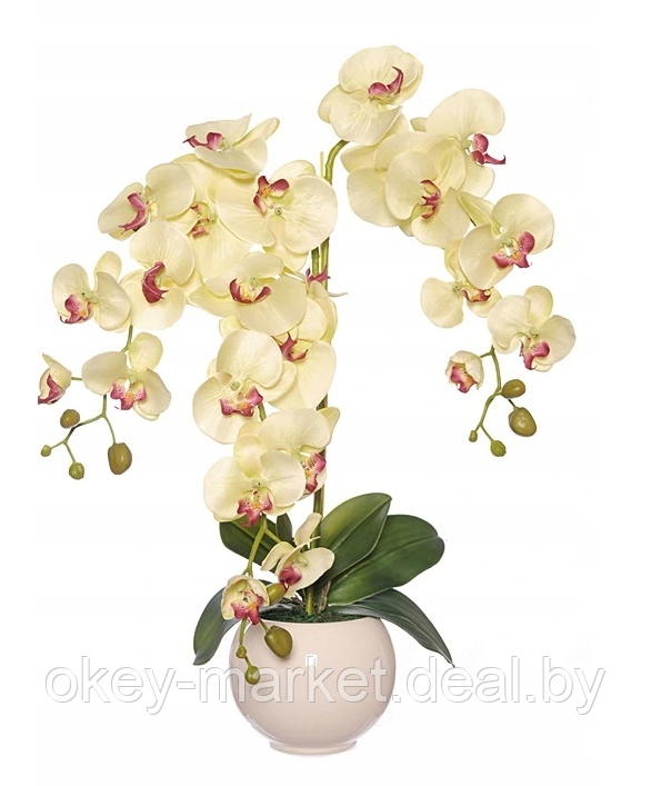 Цветочная композиция из орхидей в горшке R-819 - фото 1 - id-p147155621