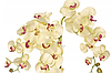 Цветочная композиция из орхидей в горшке R-819, фото 2