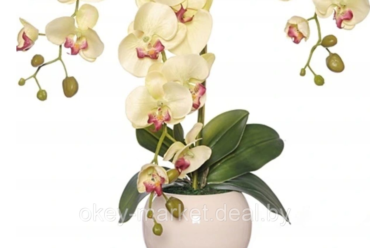 Цветочная композиция из орхидей в горшке R-819 - фото 7 - id-p147155621