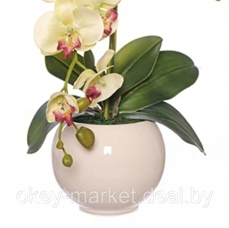 Цветочная композиция из орхидей в горшке R-819 - фото 8 - id-p147155621
