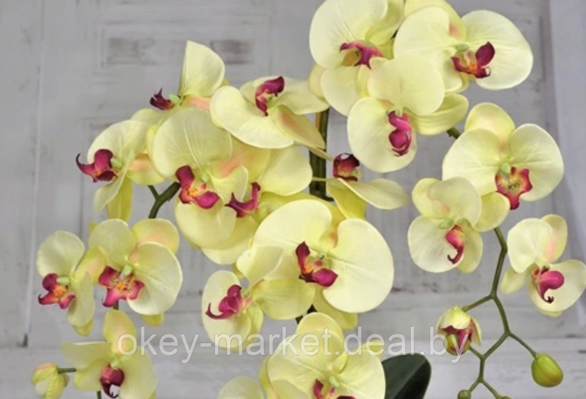 Цветочная композиция из орхидей в горшке R-819 - фото 5 - id-p147155621