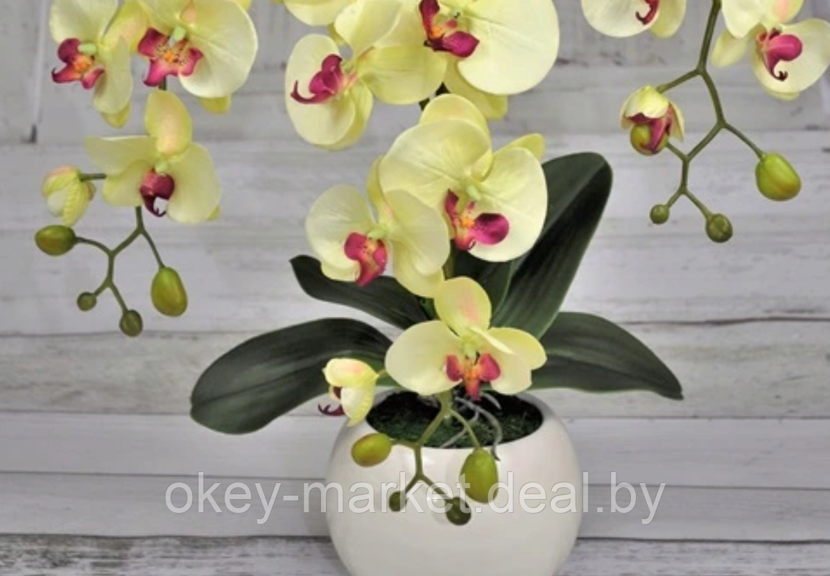 Цветочная композиция из орхидей в горшке R-819 - фото 4 - id-p147155621