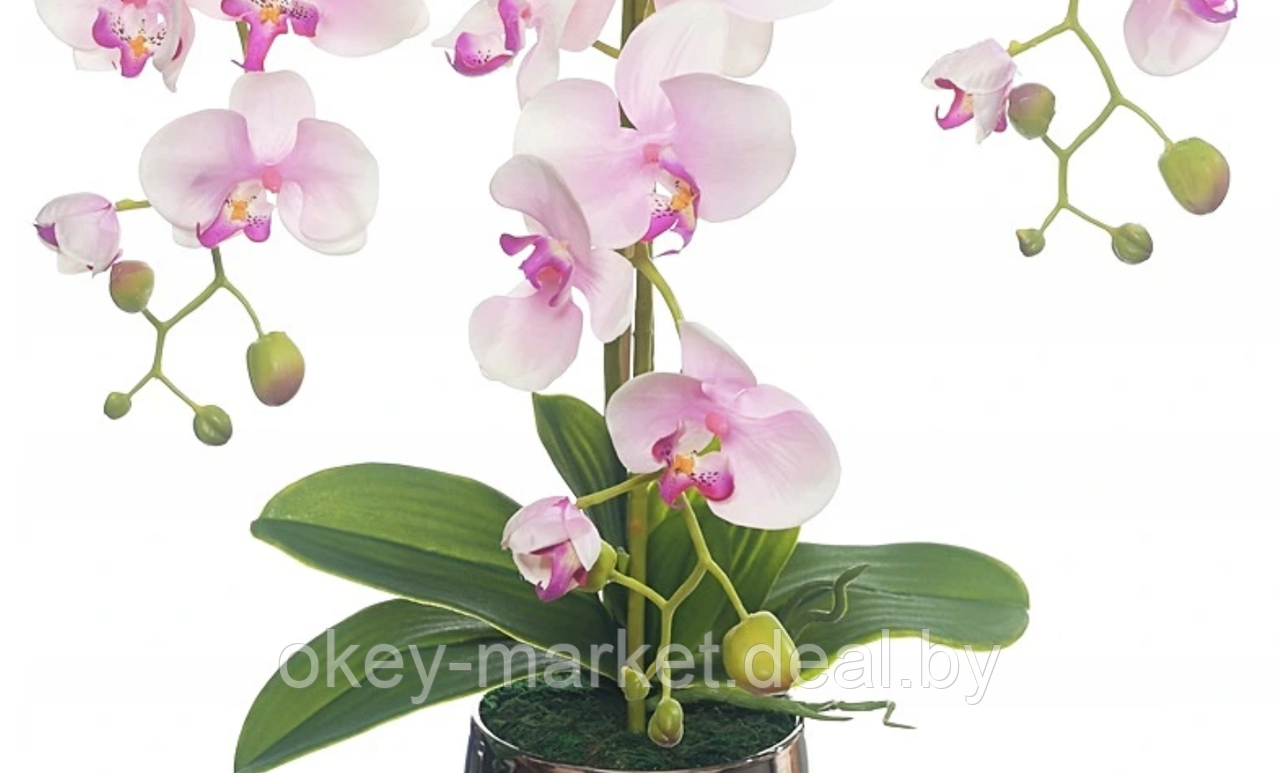 Цветочная композиция из орхидей в горшке R-820 - фото 3 - id-p147155662
