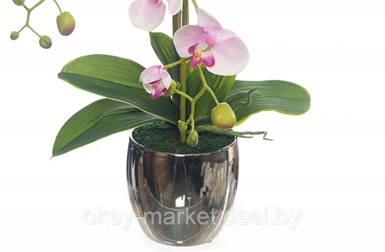 Цветочная композиция из орхидей в горшке R-820 - фото 5 - id-p147155662