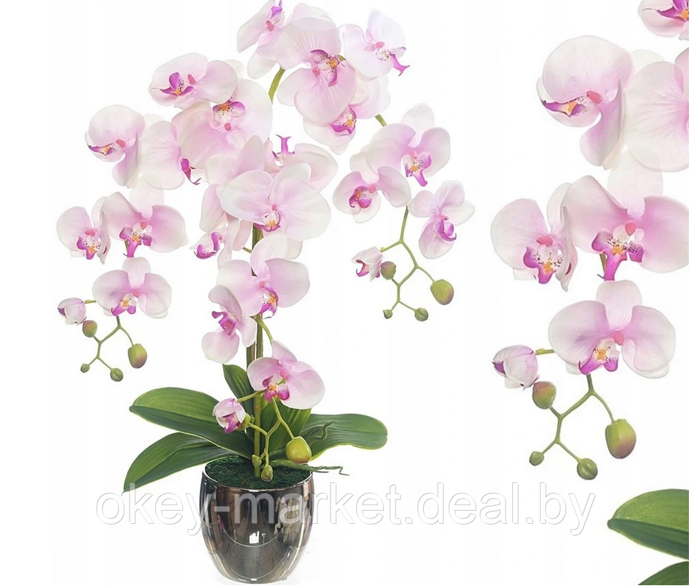 Цветочная композиция из орхидей в горшке R-820 - фото 4 - id-p147155662
