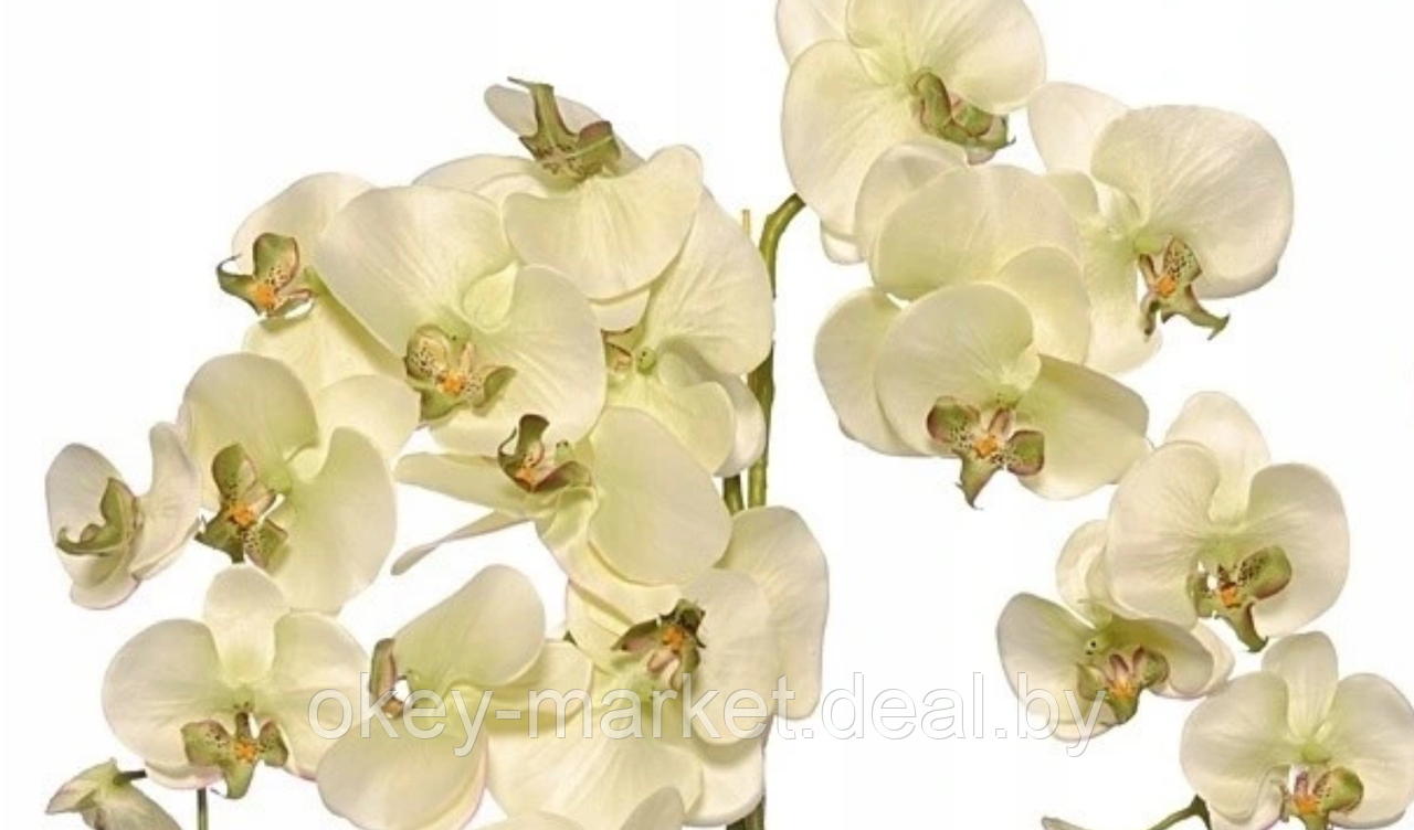 Цветочная композиция из орхидей в горшке R-821 - фото 3 - id-p147155680