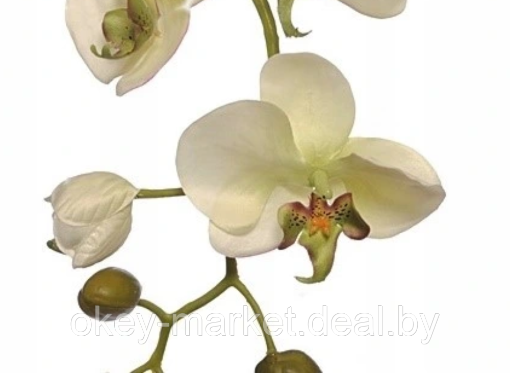 Цветочная композиция из орхидей в горшке R-821 - фото 5 - id-p147155680