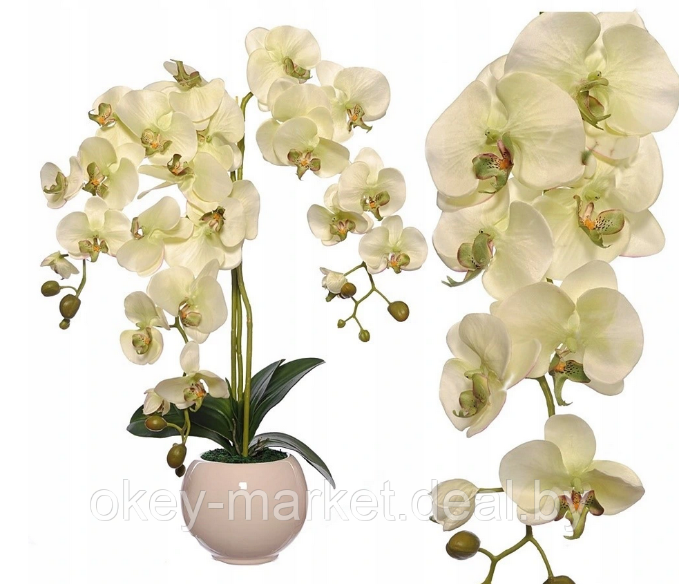 Цветочная композиция из орхидей в горшке R-821 - фото 2 - id-p147155680